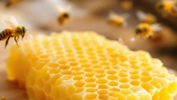 BIENENWACHS - Die Barriere-Builder