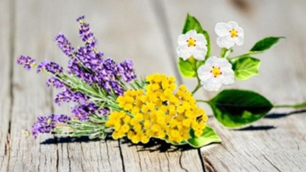 Kräutertrio - Die Pflanzenhelden